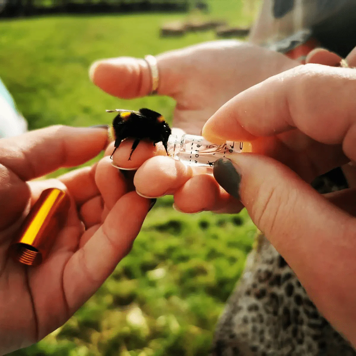 Bee Revival Kit - Butterfly & Bee Reviver Keychain - Image 18