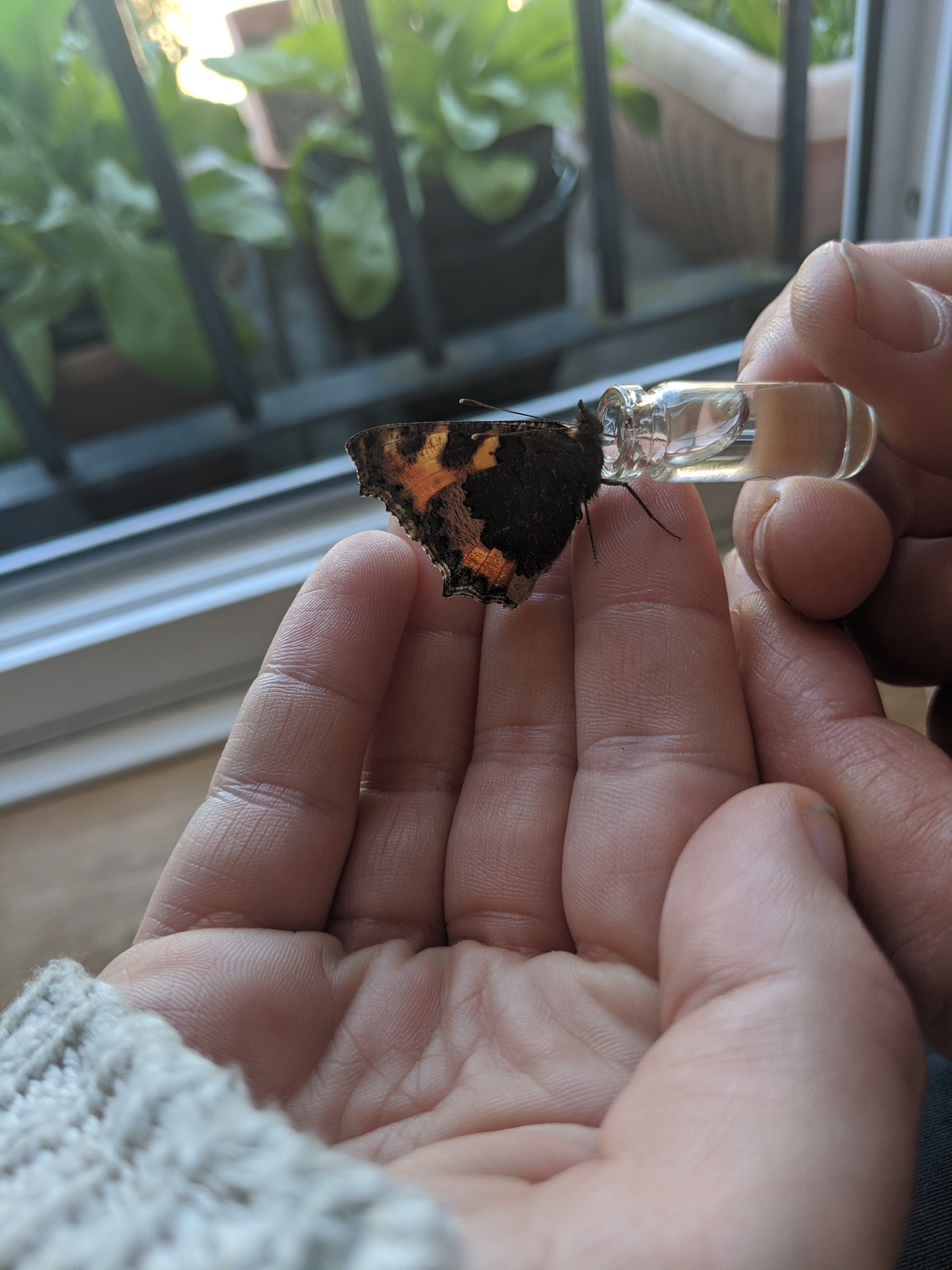 Bee Revival Kit - Butterfly & Bee Reviver Keychain - Image 3