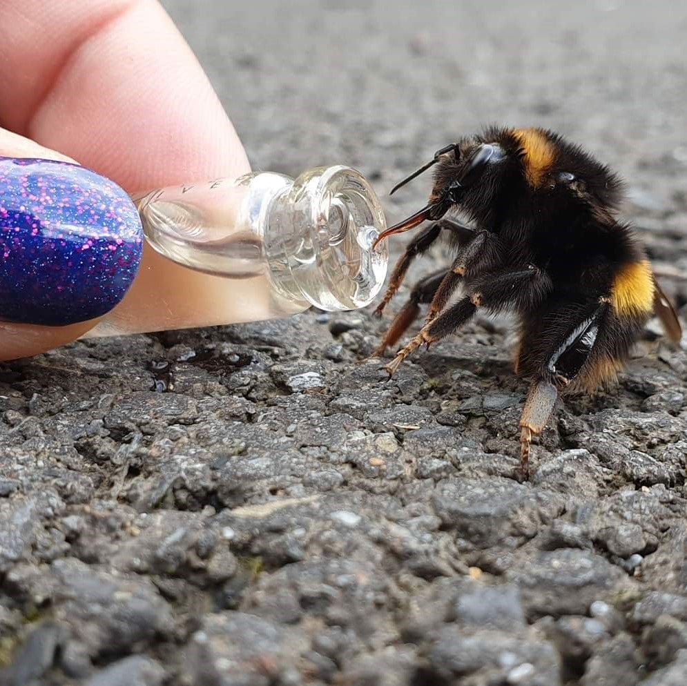Bee Revival Kit - Butterfly & Bee Reviver Keychain - Image 4