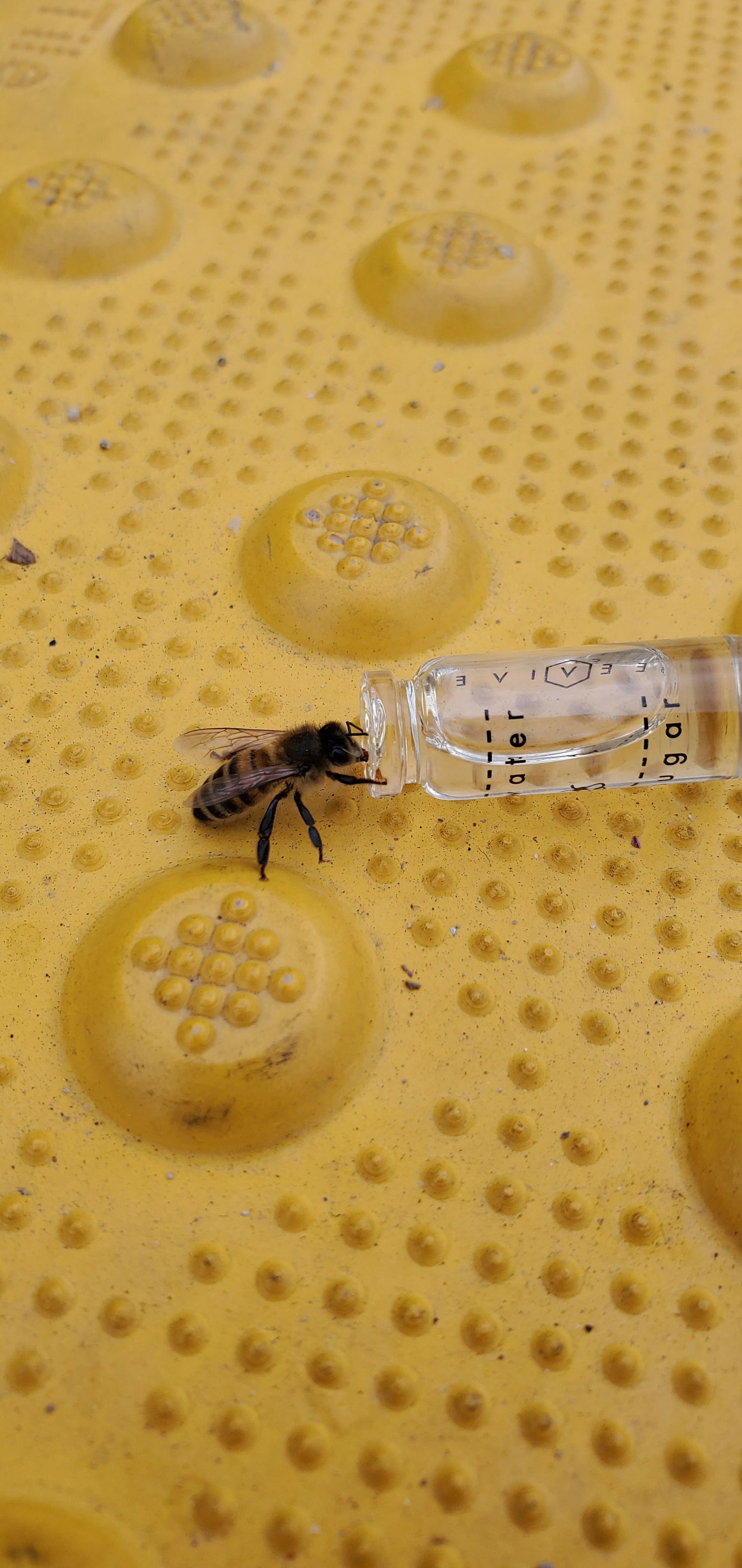 Bee Revival Kit - Butterfly & Bee Reviver Keychain - Image 5