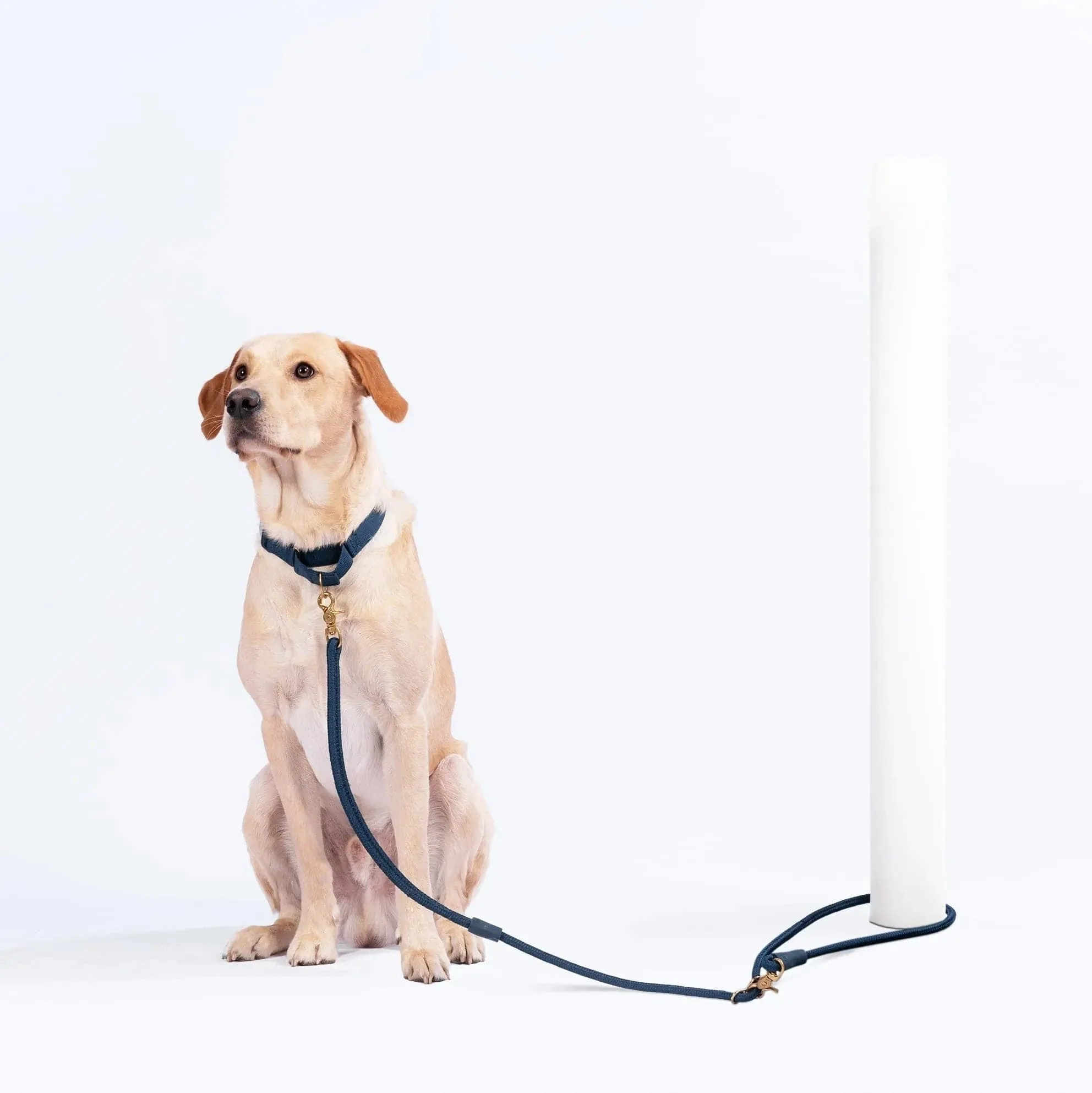 City Dog Leash - Image 4
