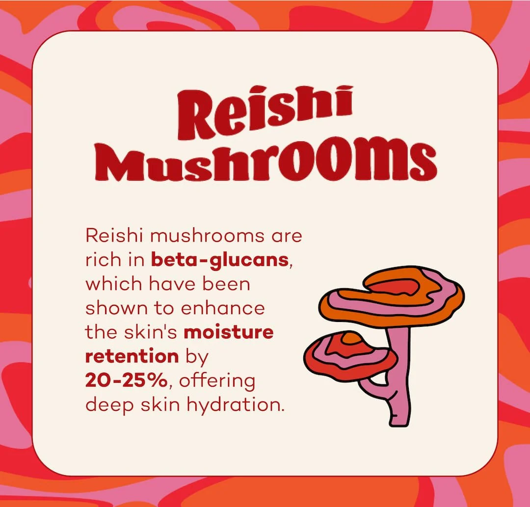 Fungdation - Reishi Mushroom Foundation | BACKORDER: ETA 4/24/26 - Image 6