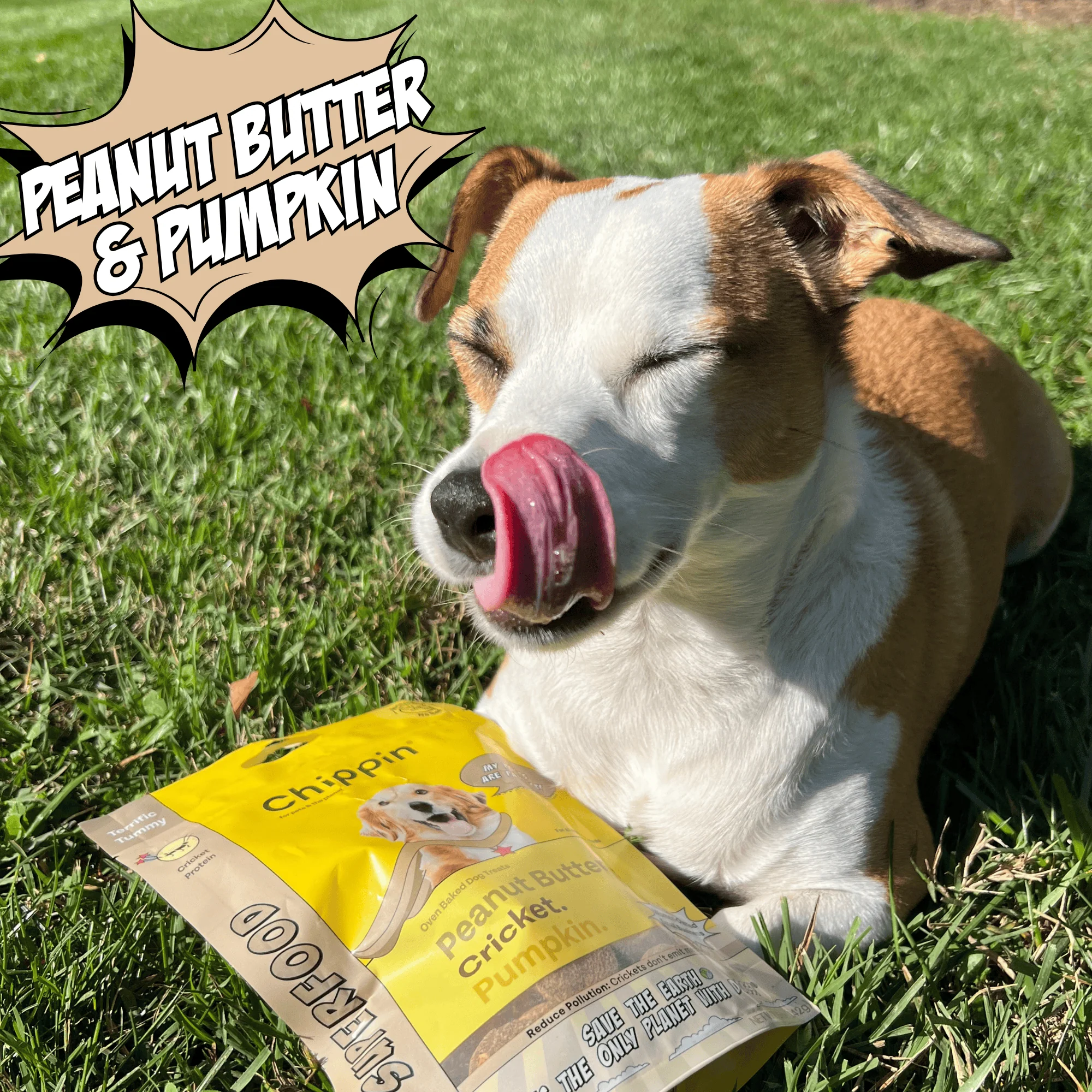 Gut-Healthy Dog Treat Variety Bundle - Image 5