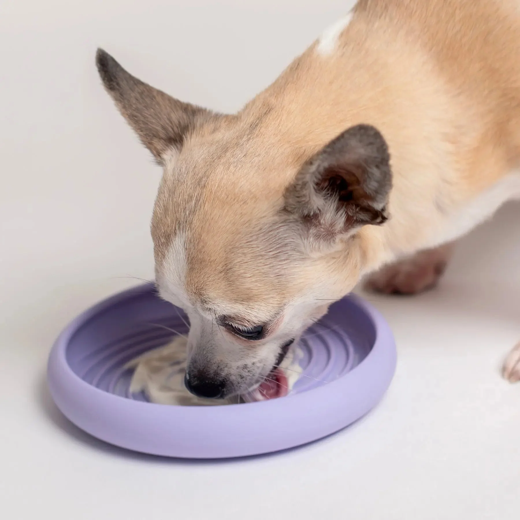 Lick Dish Slow Feeder For Dogs - Image 6