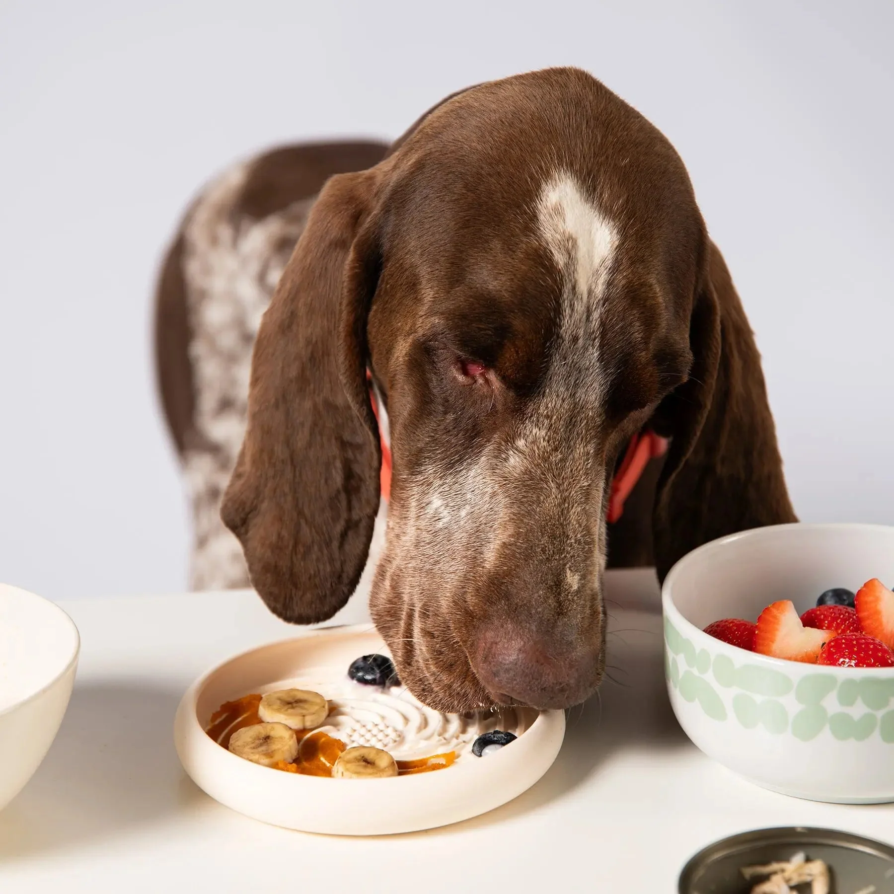 Lick Dish Slow Feeder For Dogs - Image 8