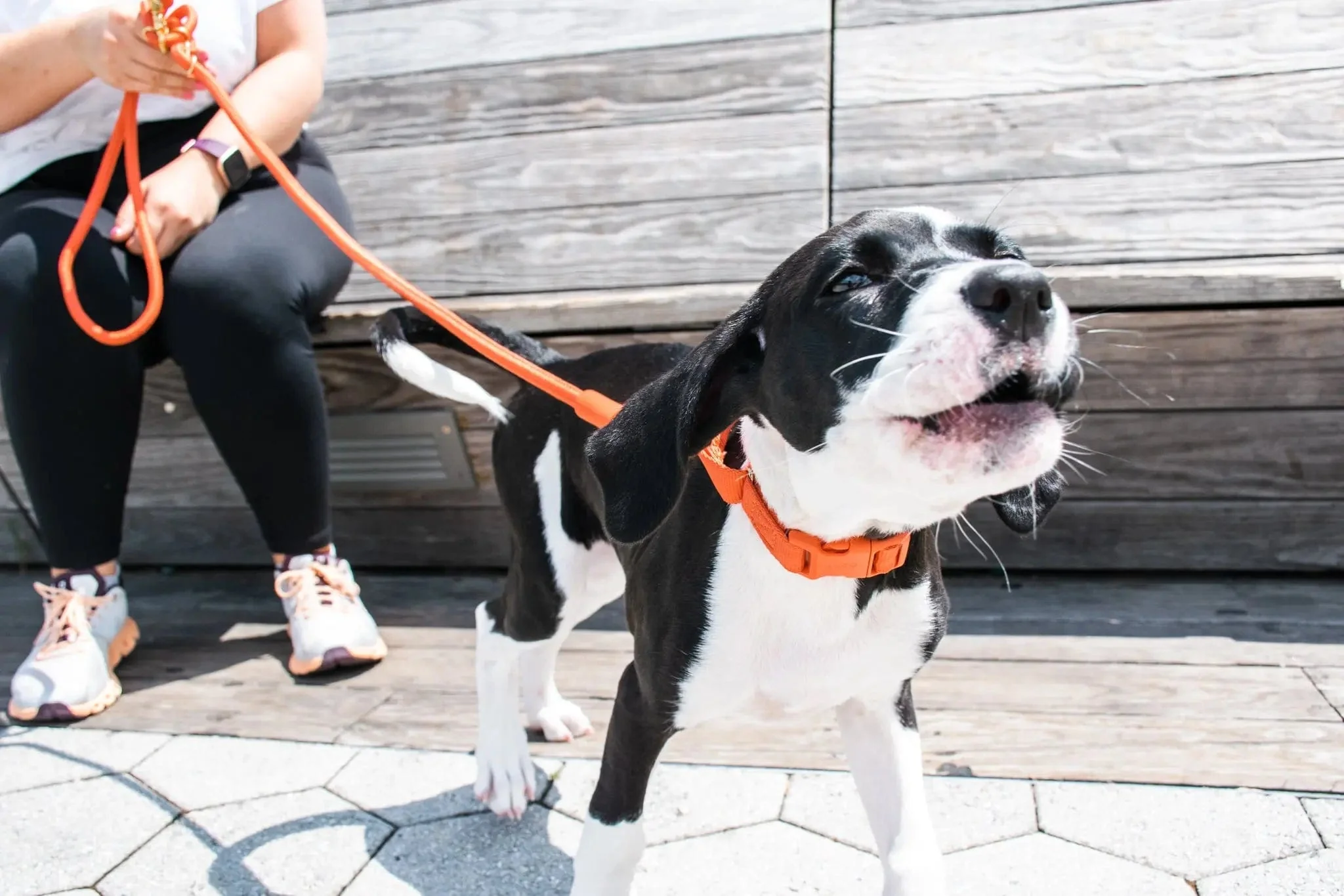 Marty Dog Collar - Image 10