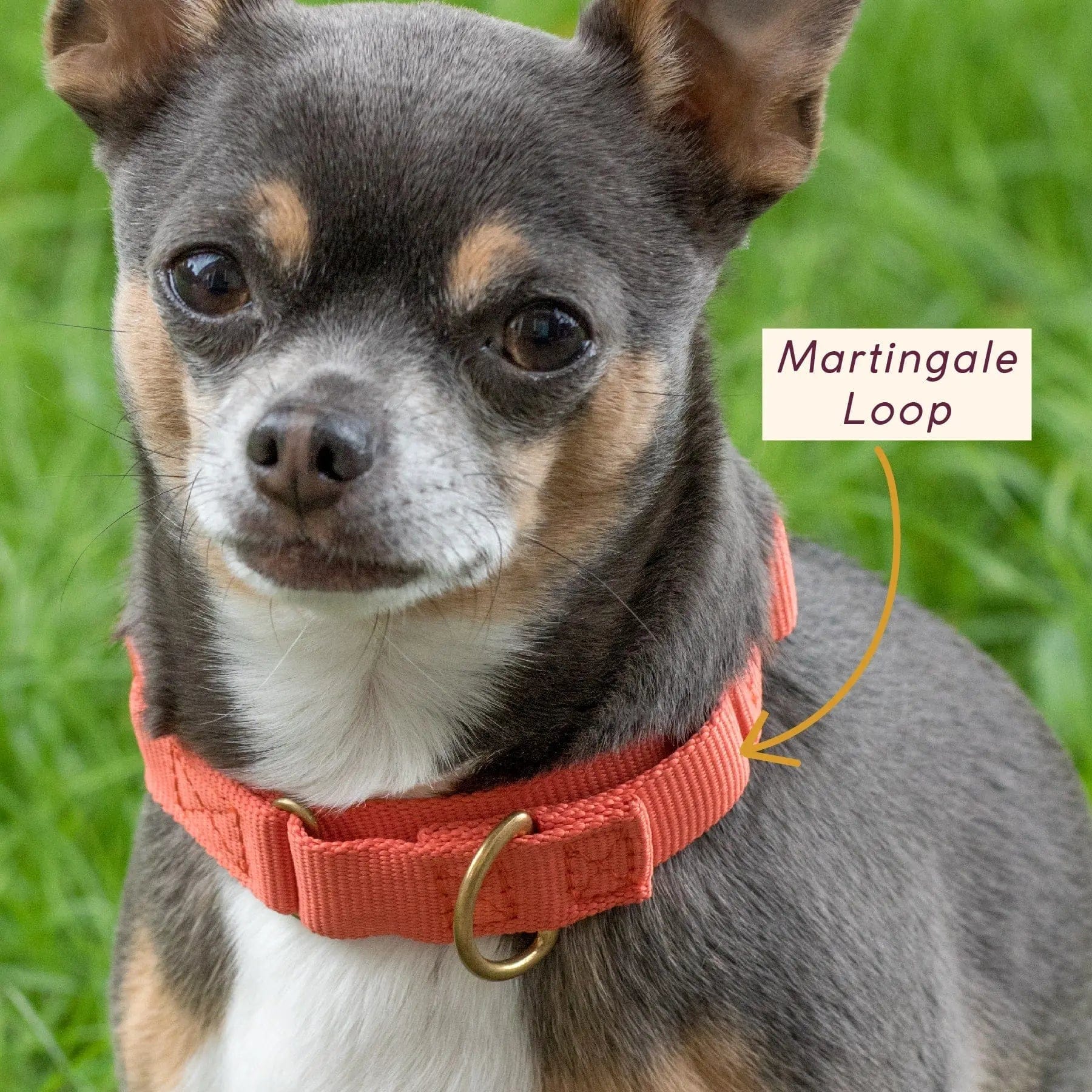 Marty Dog Collar - Image 5