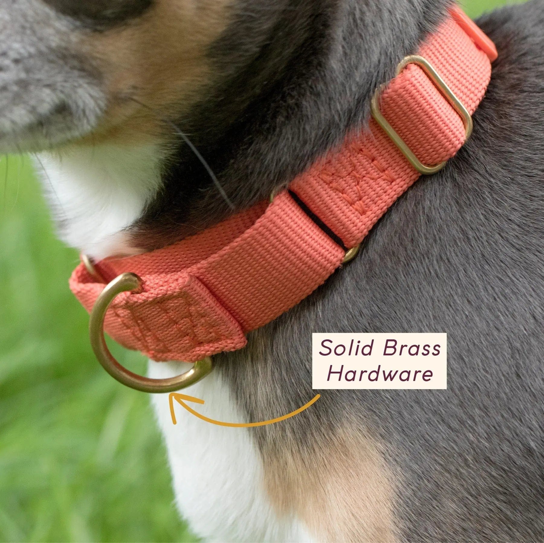 Marty Dog Collar - Image 6