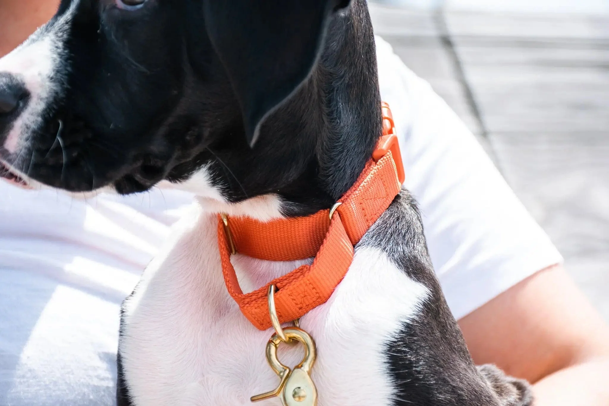 Marty Dog Collar - Image 9
