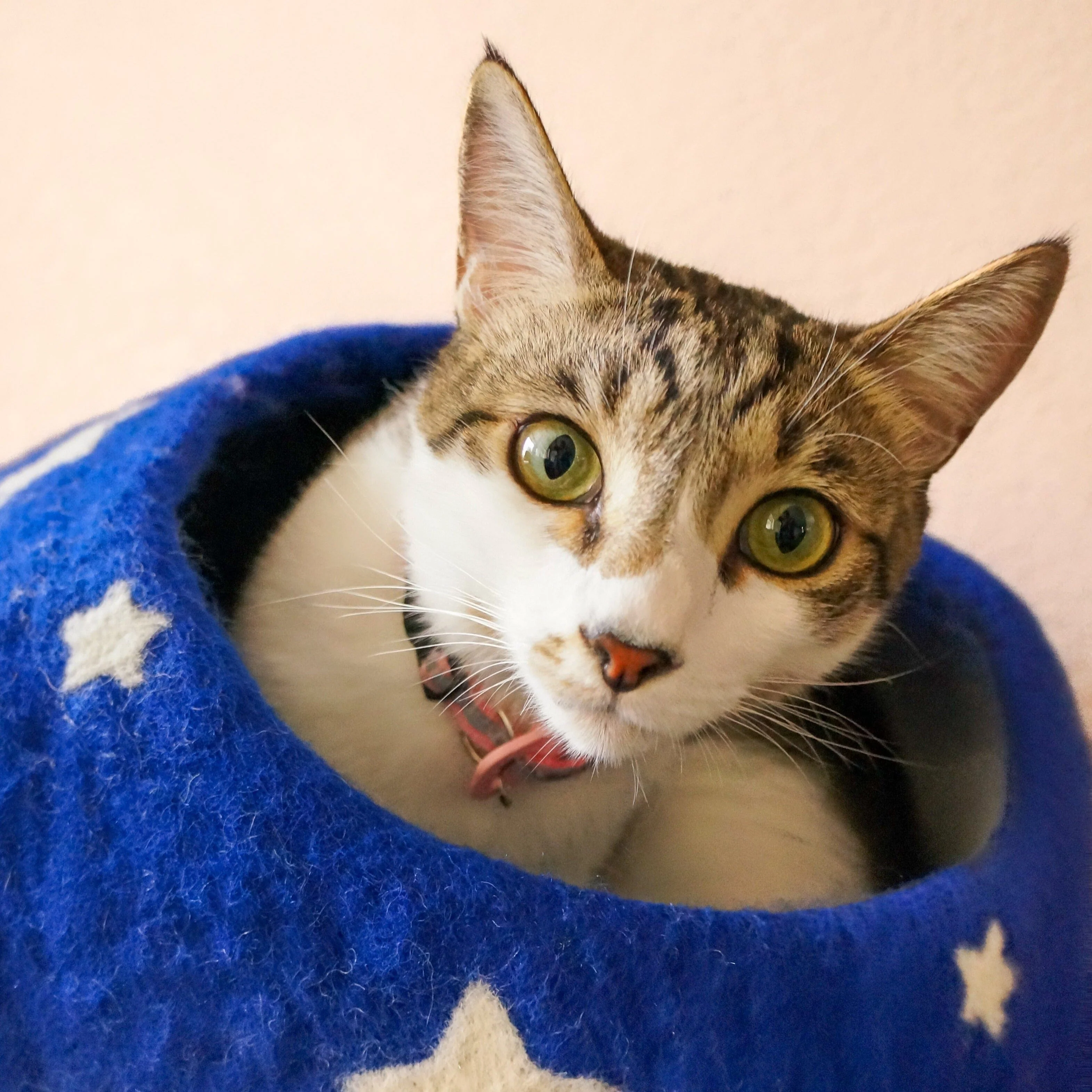 Midnight Stars Eco Kitty Cave - Image 5