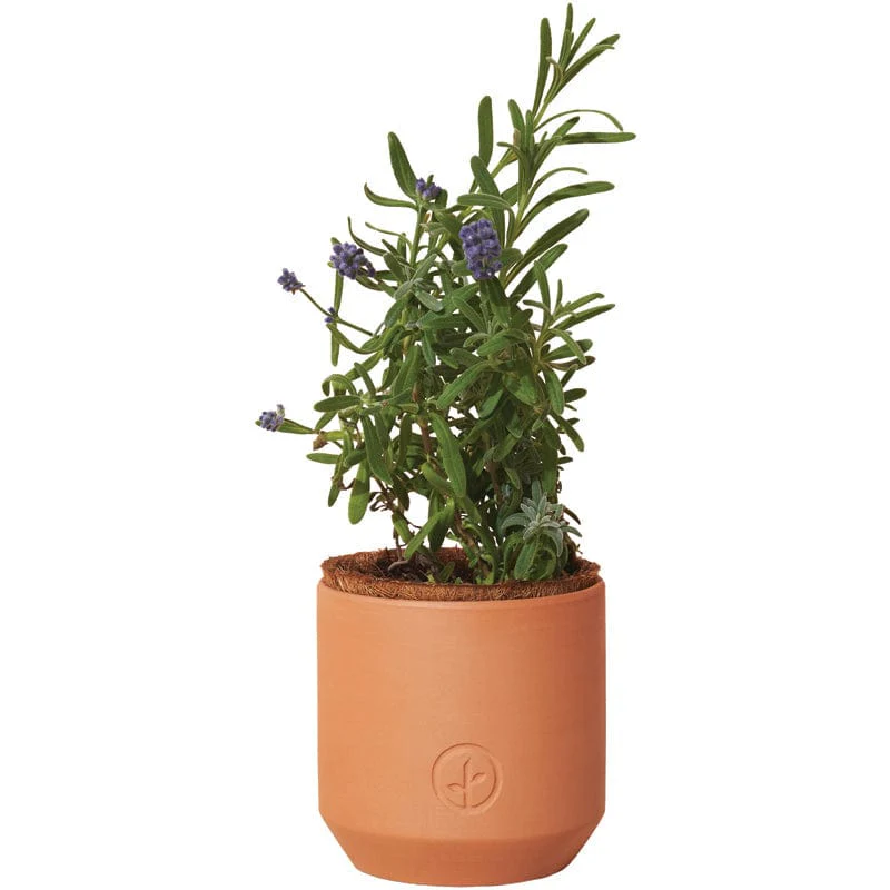 Tiny Terracotta Planter Kit - Image 3