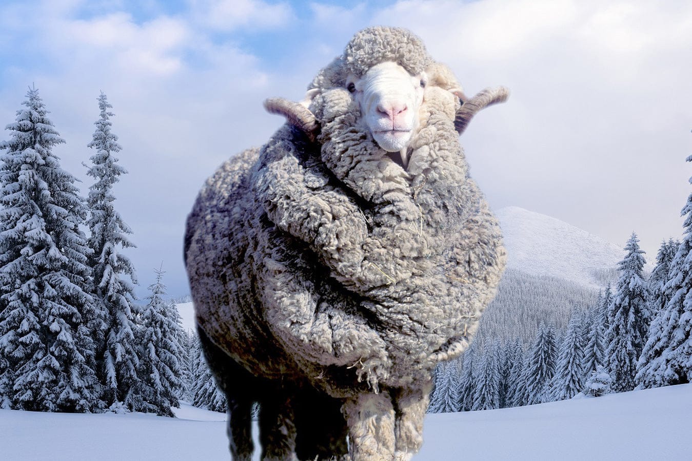 MyMerino®-Color Comforter - Image 11