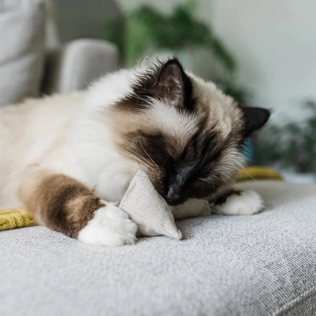 Pyramid Cat Toy