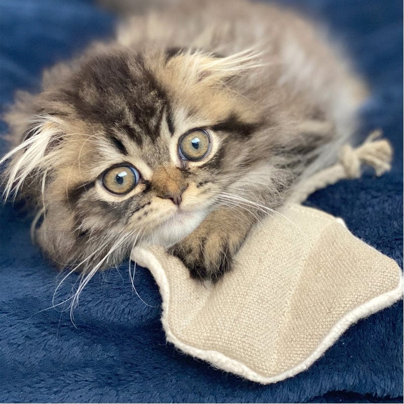 Stingray Catnip Cat Toy - Image 4