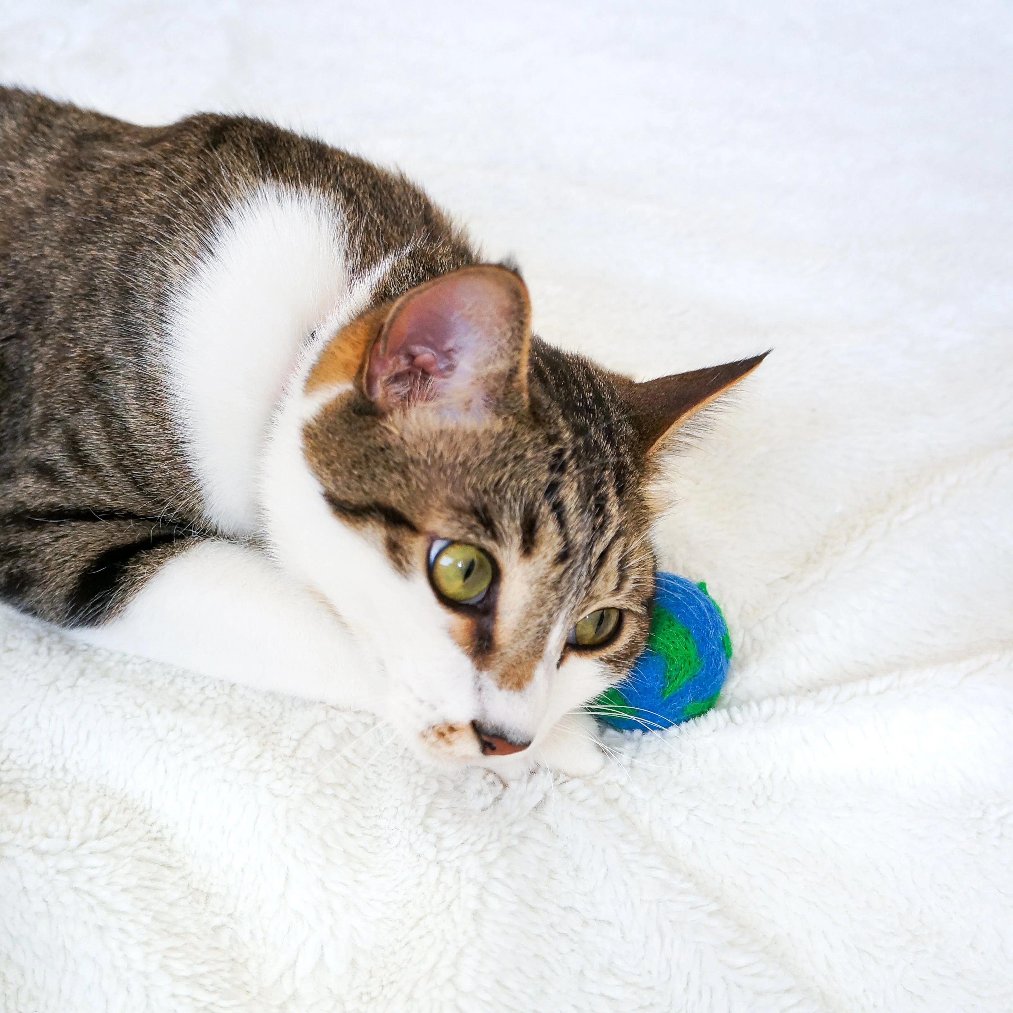 Paws For The Planet - Set of 3 - Image 5