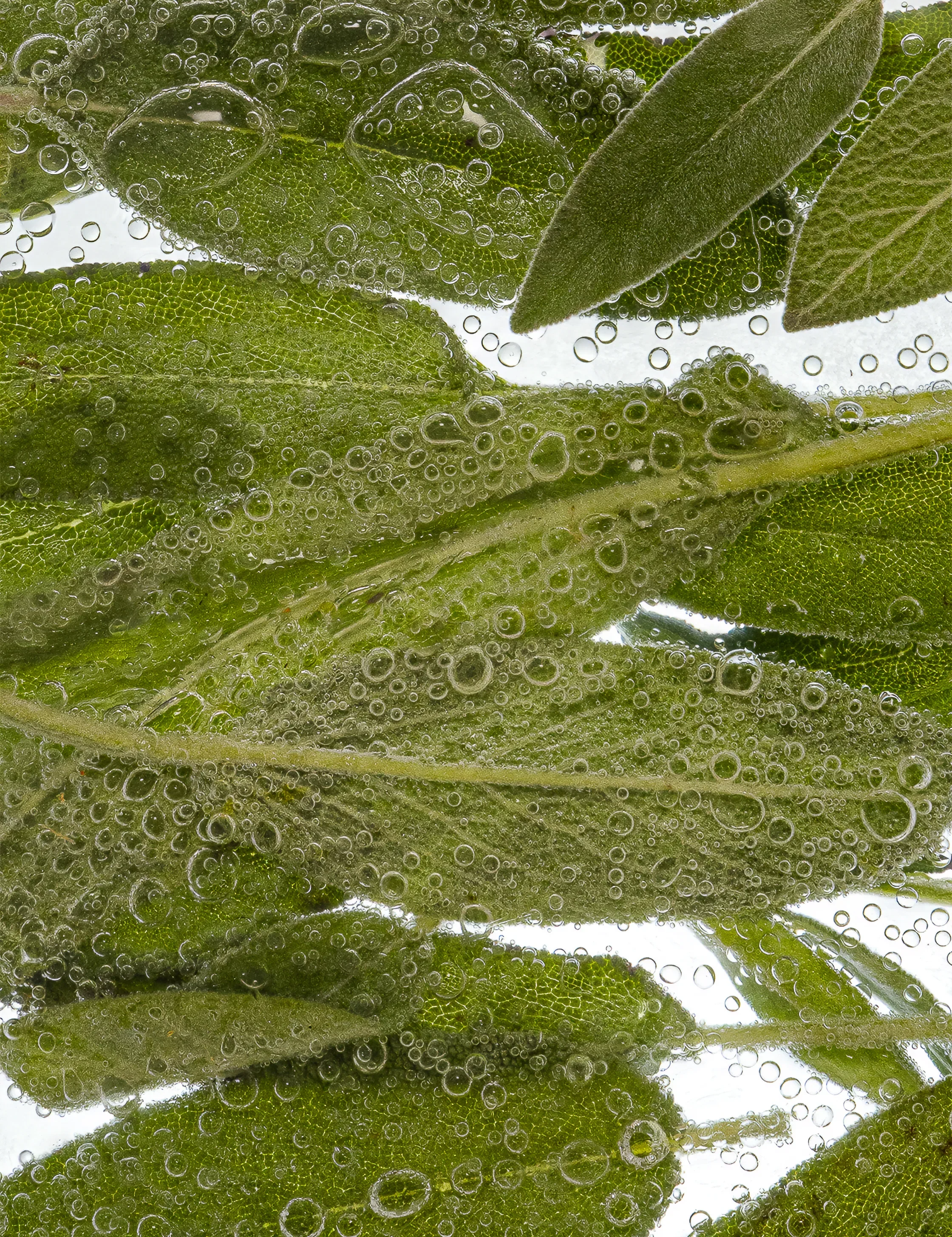 Sea Salt & Sage Hamam Deo Body Spray - Image 2