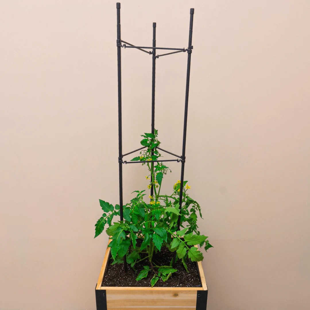 Vegetable Cage - Image 5