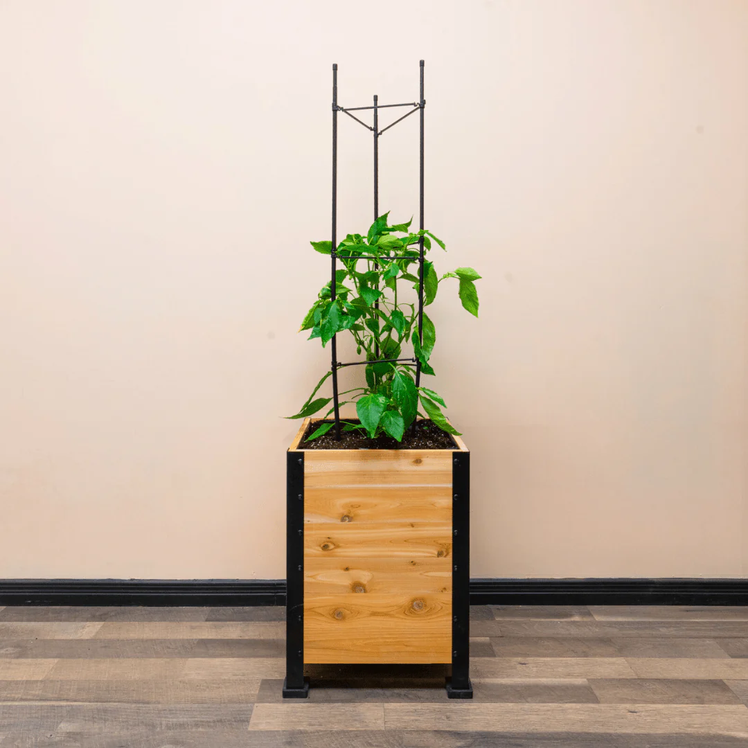 Vegetable Cage - Image 6